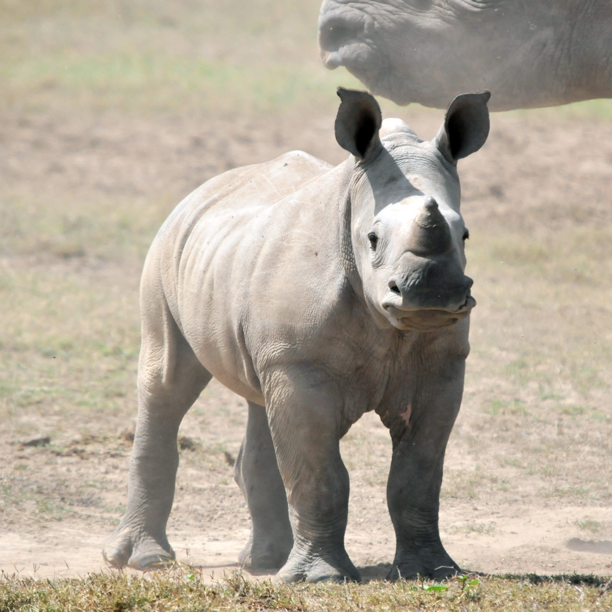Южный белый носорог (Ceratotherium simum) Фото №9