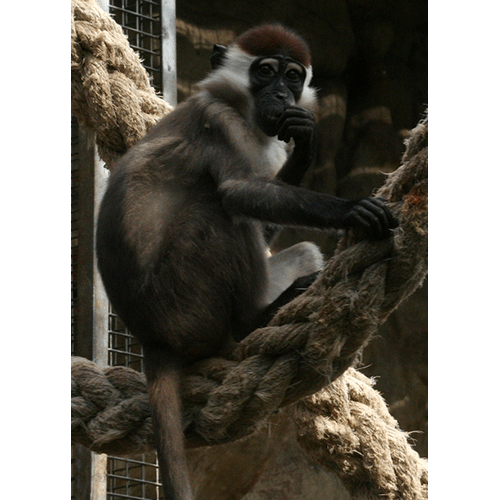 Род Мангабеи / Черномазые обезьяны  фото
