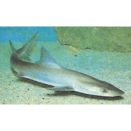  Род Крючкозубые большеглазые акулы  фото