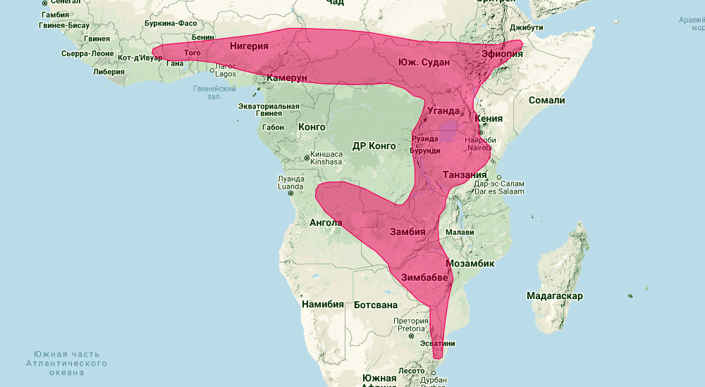 Складчатогуб Ансорга (Chaerephon ansorgei) Ареал обитания на карте
