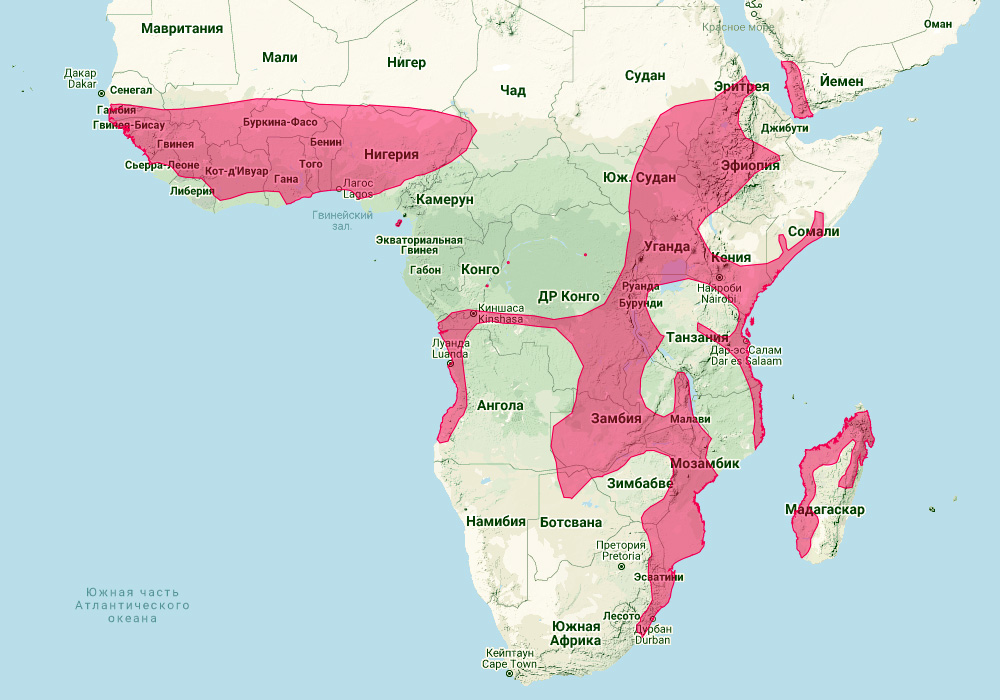 Складчатогуб (Chaerephon leucogaster) Ареал обитания на карте