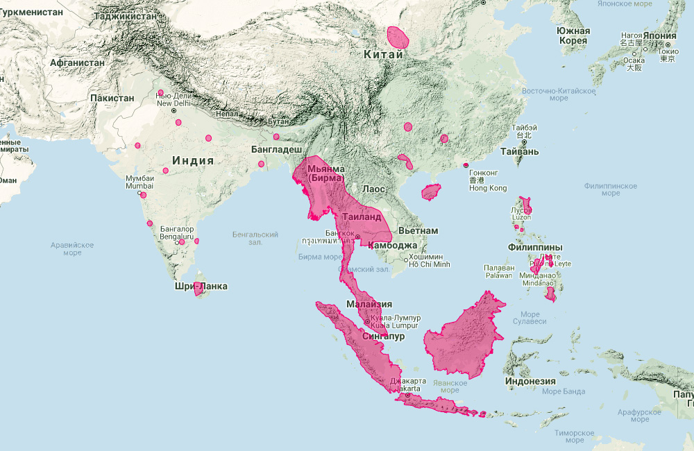 Азиатский малый складчатогуб (Chaerephon plicatus) Ареал обитания на карте