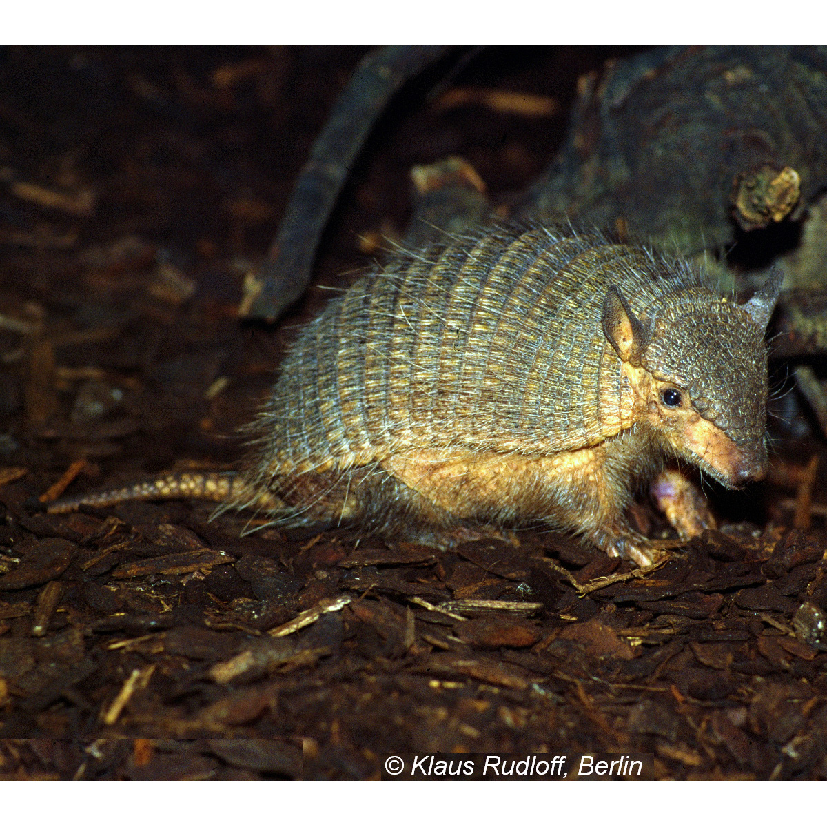 Длинноволосый броненосец (Chaetophractus vellerosus) Фото №8