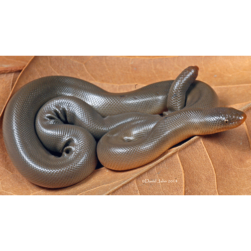  Род Резиновые змеи  фото