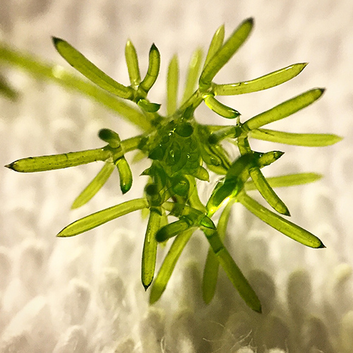 Тип Харофитовые водоросли фото