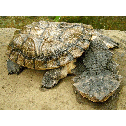  Род Бахромчатые черепахи / Матаматы  фото
