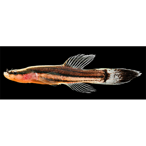Род Пещерные рыбы / Хологастеры фото