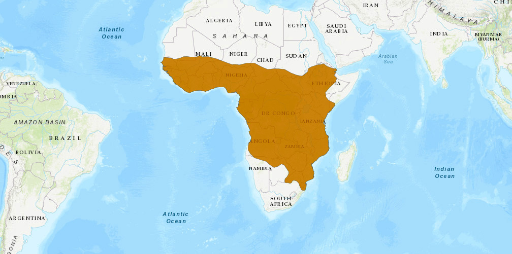 Африканская цивета (Civettictis civetta) Ареал обитания на карте