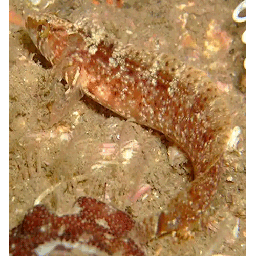 Род Climacoporus фото