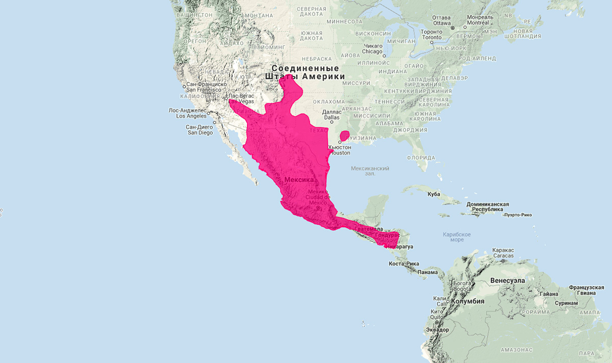 Восточномексиканский скунс (Conepatus leuconotus) Ареал обитания на карте