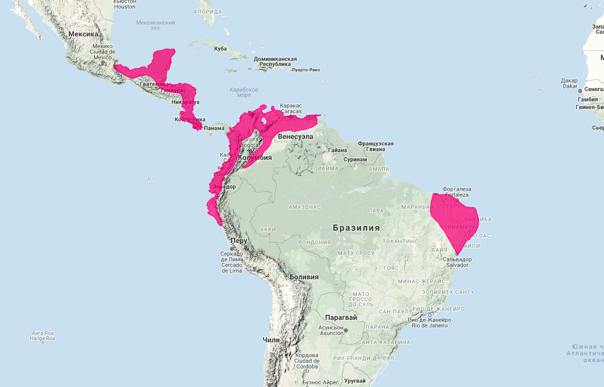 Полуполосый скунс (Conepatus semistriatus) Ареал обитания на карте
