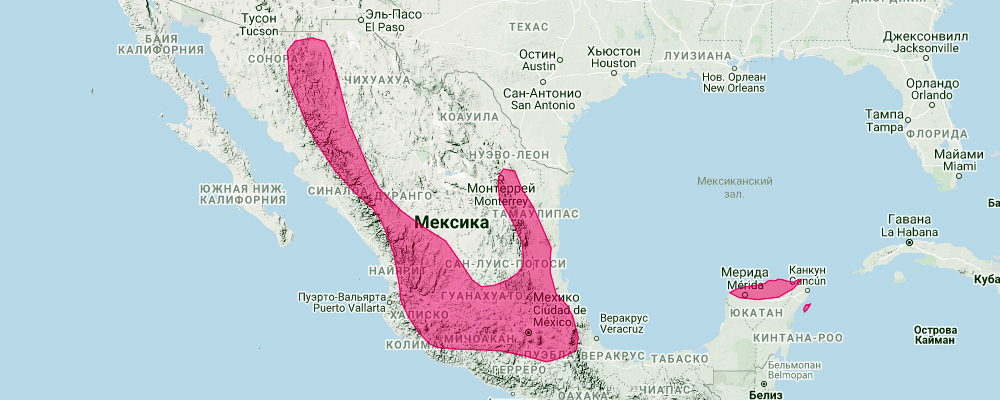 Мексиканский ушан (Corynorhinus mexicanus) Ареал обитания на карте