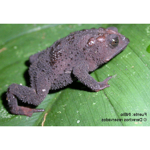  Род Коста-риканские жабы  фото