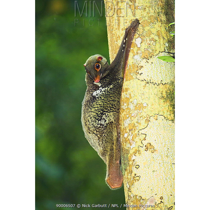 Филиппинский шерстокрыл (Cynocephalus volans) Фото №4