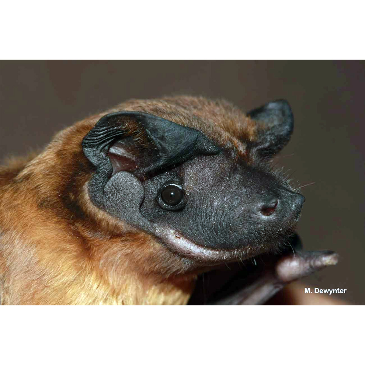 Cinnamon Dog-Faced Bat (Cynomops abrasus) Фото №4