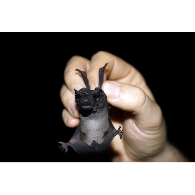 Mexican Dog-Faced Bat (Cynomops mexicanus) Фото №2