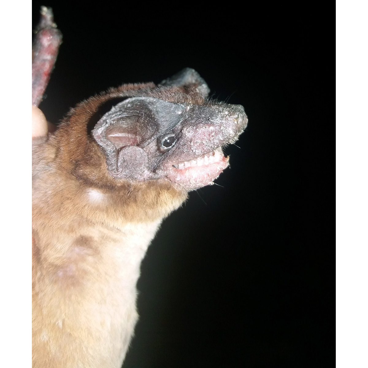 Mexican Dog-Faced Bat (Cynomops mexicanus) Фото №8