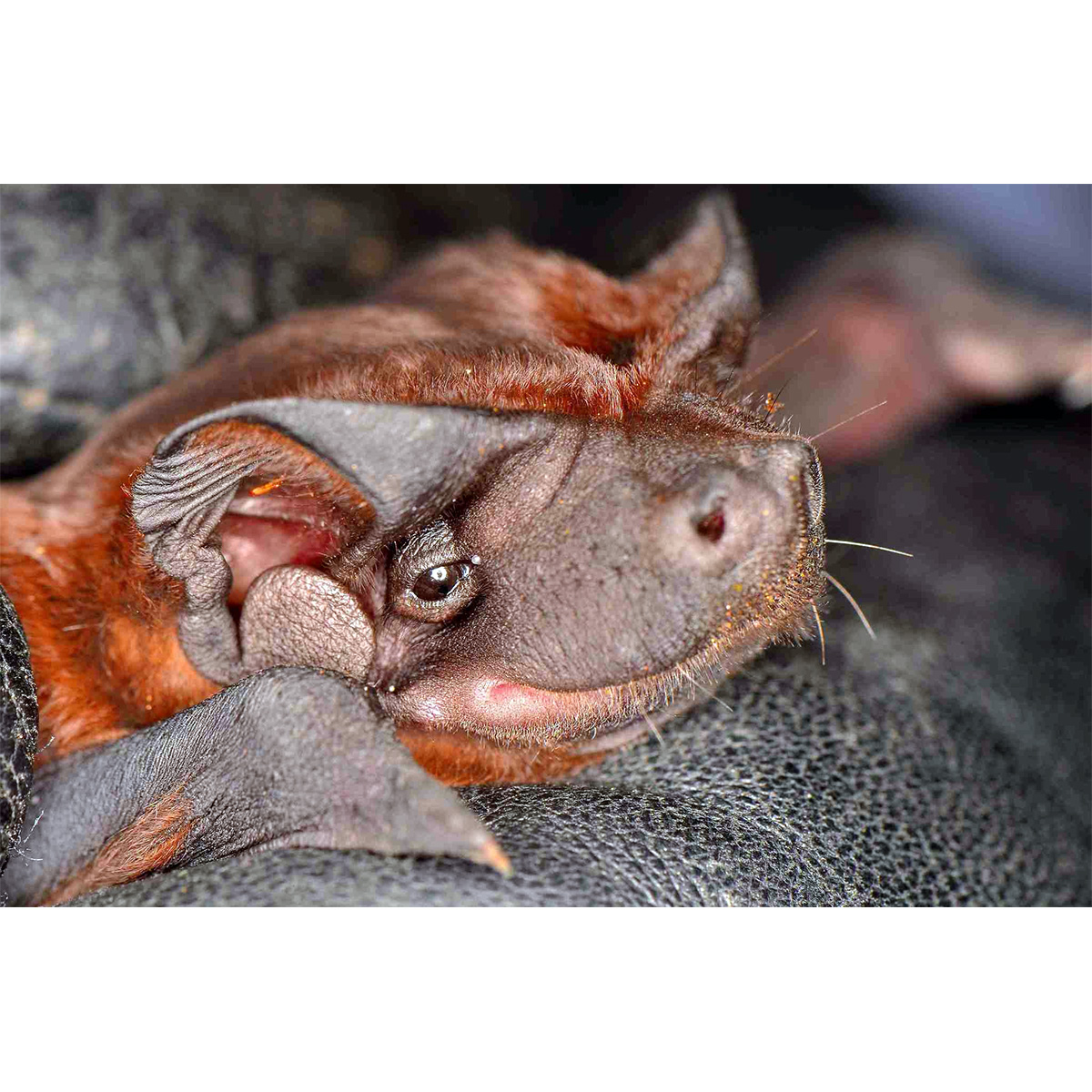 Mexican Dog-Faced Bat (Cynomops mexicanus) Фото №9