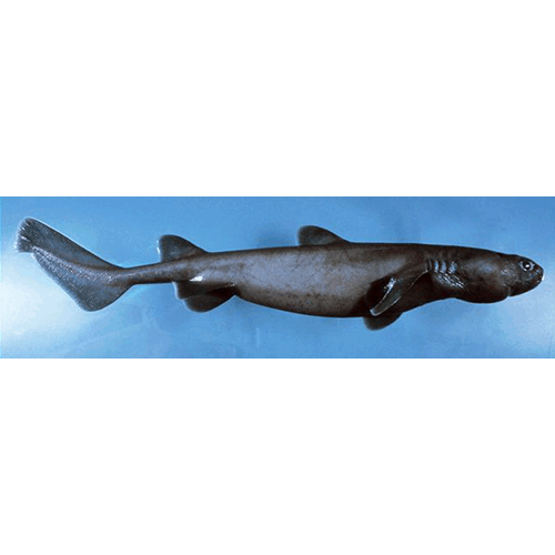  Род Далатии / Пряморотые акулы  фото