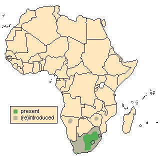 Damaliscus pygargus Ареал обитания на карте