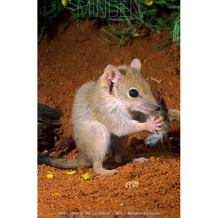 Гребнехвостая сумчатая мышь (Dasycercus cristicauda) Фото №10