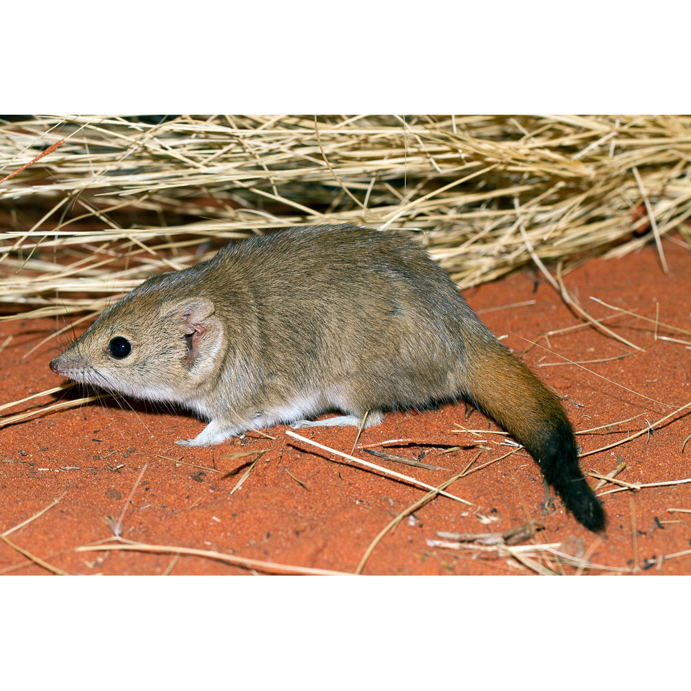 Гребнехвостая сумчатая мышь (Dasycercus cristicauda) Фото №2