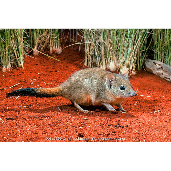 Гребнехвостая сумчатая мышь (Dasycercus cristicauda) Фото №3