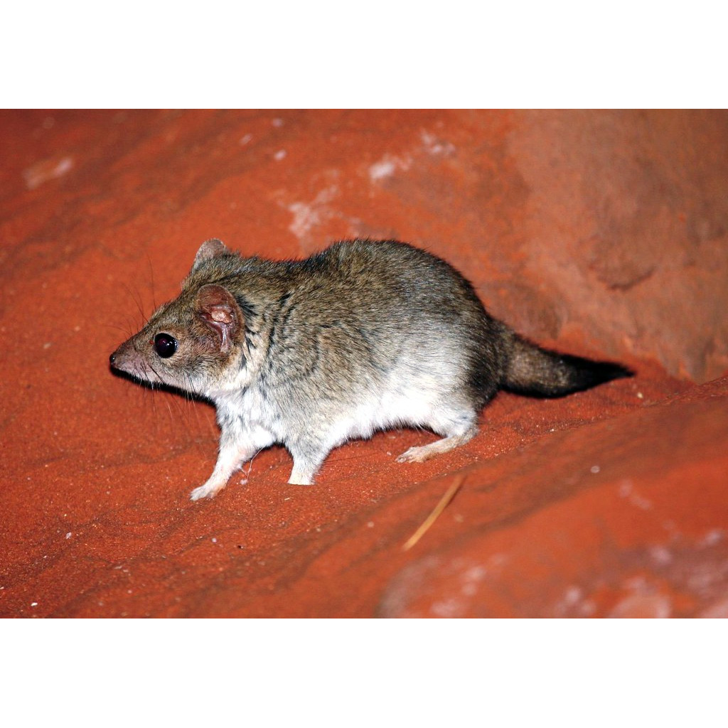 Гребнехвостая сумчатая мышь (Dasycercus cristicauda) Фото №4