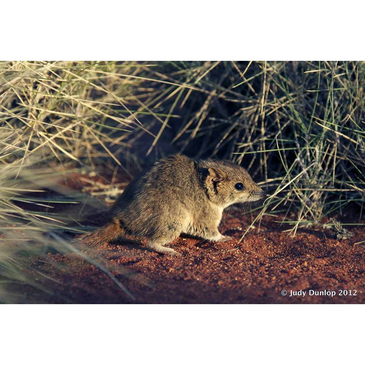 Гребнехвостая сумчатая мышь (Dasycercus cristicauda) Фото №5