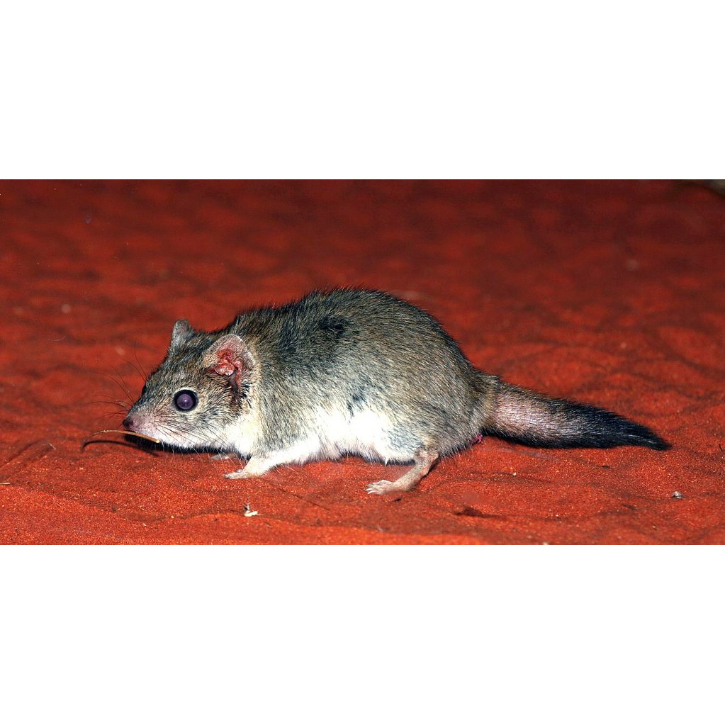 Гребнехвостая сумчатая мышь (Dasycercus cristicauda) Фото №6