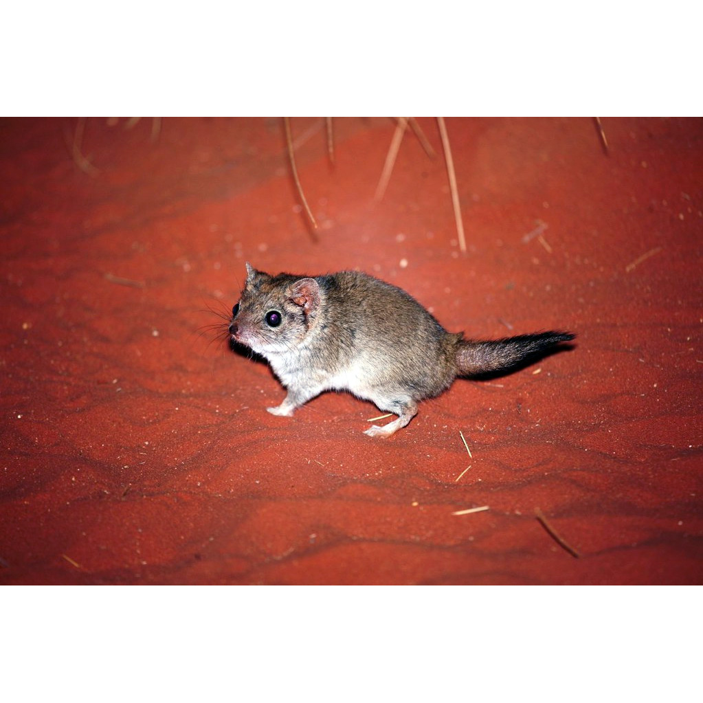 Гребнехвостая сумчатая мышь (Dasycercus cristicauda) Фото №7