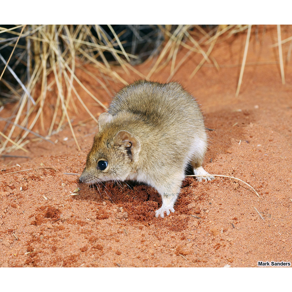 Гребнехвостая сумчатая мышь (Dasycercus cristicauda) Фото №8