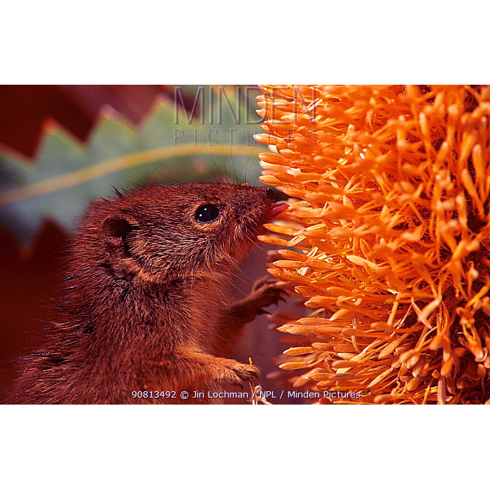 Западноавстралийская сумчатая мышь (Dasykaluta rosamondae) Фото №10