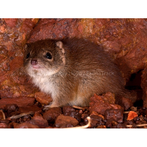 Западноавстралийская сумчатая мышь (Dasykaluta rosamondae) Фото №2