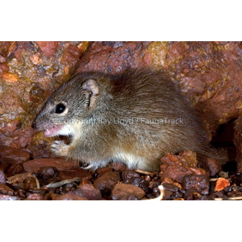 Западноавстралийская сумчатая мышь (Dasykaluta rosamondae) Фото №3