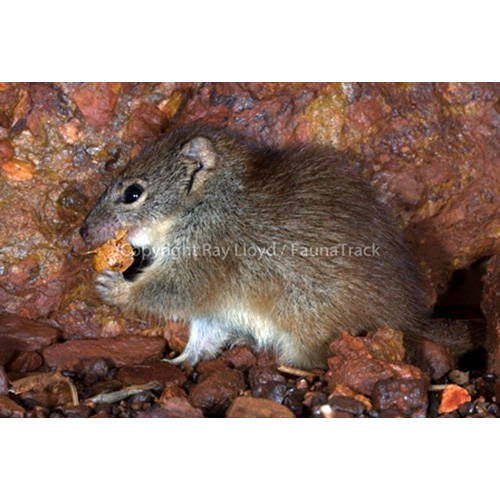 Западноавстралийская сумчатая мышь (Dasykaluta rosamondae) Фото №4