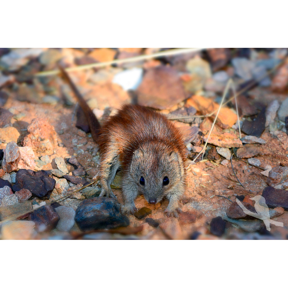 Западноавстралийская сумчатая мышь (Dasykaluta rosamondae) Фото №6
