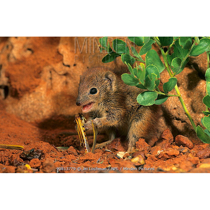 Западноавстралийская сумчатая мышь (Dasykaluta rosamondae) Фото №7