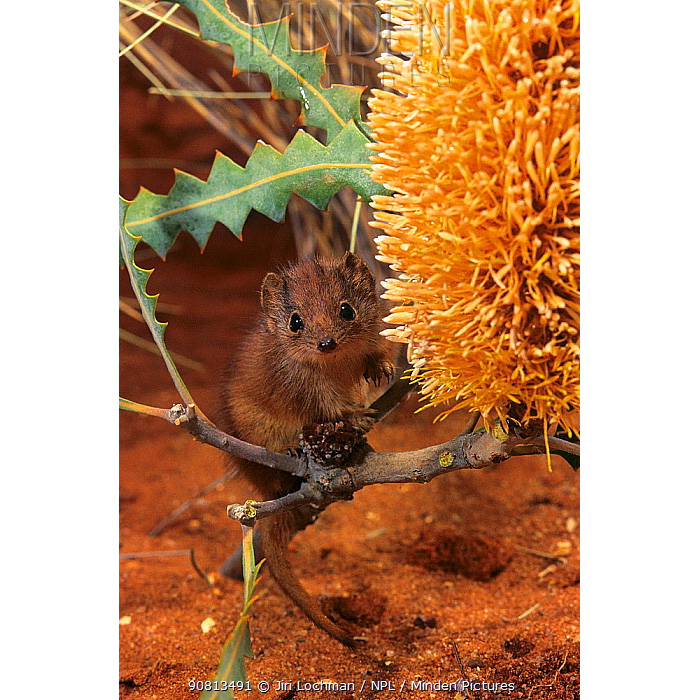 Западноавстралийская сумчатая мышь (Dasykaluta rosamondae) Фото №8