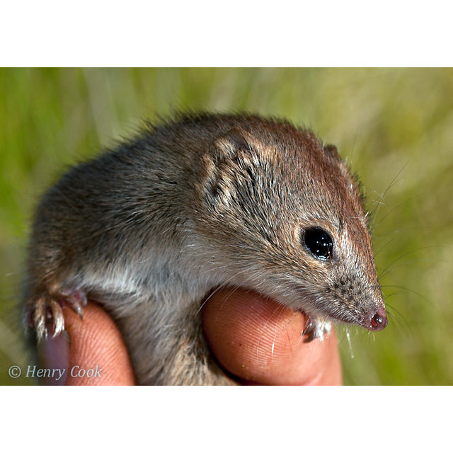 Западноавстралийская сумчатая мышь (Dasykaluta rosamondae) Фото №9