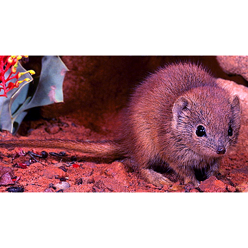 Западноавстралийская сумчатая мышь (Dasykaluta rosamondae) Фото №1