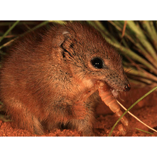 Род Западноавстралийские сумчатые мыши  фото
