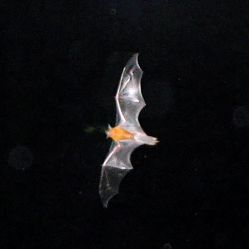Кубинский желтый волосатохвост (Dasypterus insularis) Фото №1