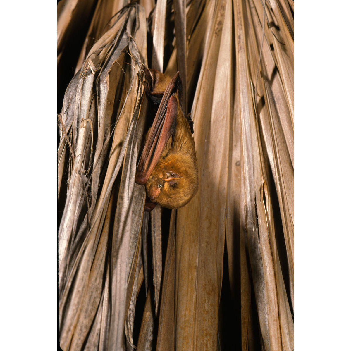 Северный желтый волосатохвост (Dasypterus intermedius) Фото №4