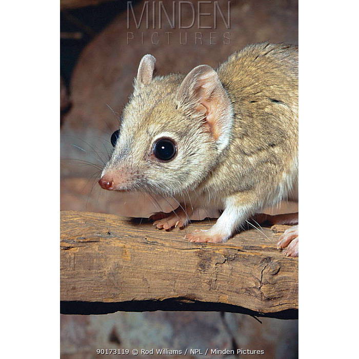 Двугребнехвостая сумчатая мышь (Dasyuroides byrnei) Фото №10