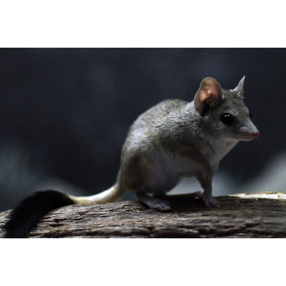 Двугребнехвостая сумчатая мышь (Dasyuroides byrnei) Фото №3