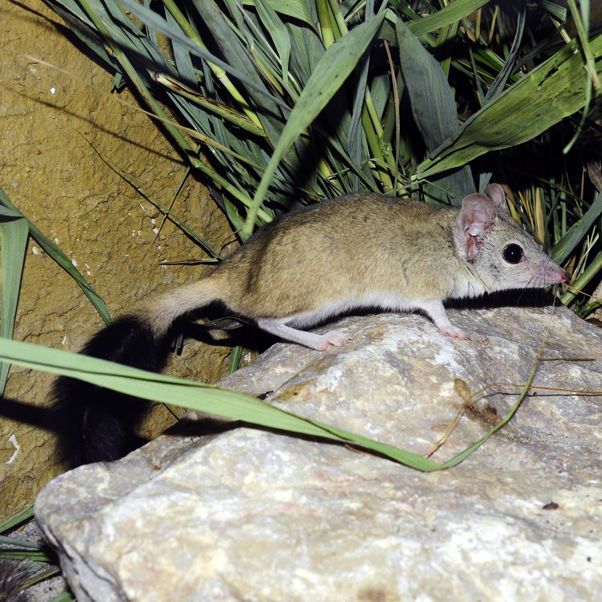 Двугребнехвостая сумчатая мышь (Dasyuroides byrnei) Фото №5