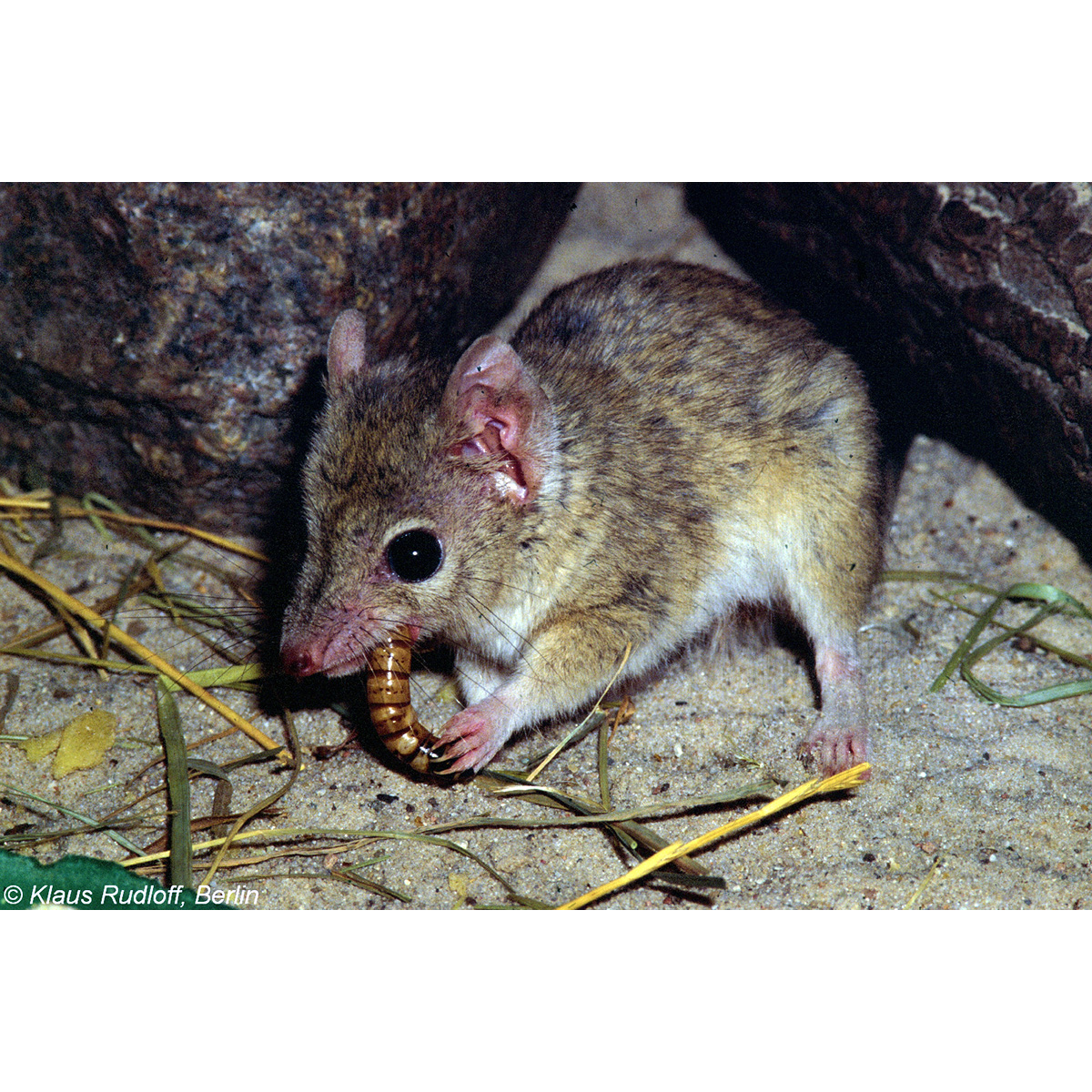 Двугребнехвостая сумчатая мышь (Dasyuroides byrnei) Фото №7