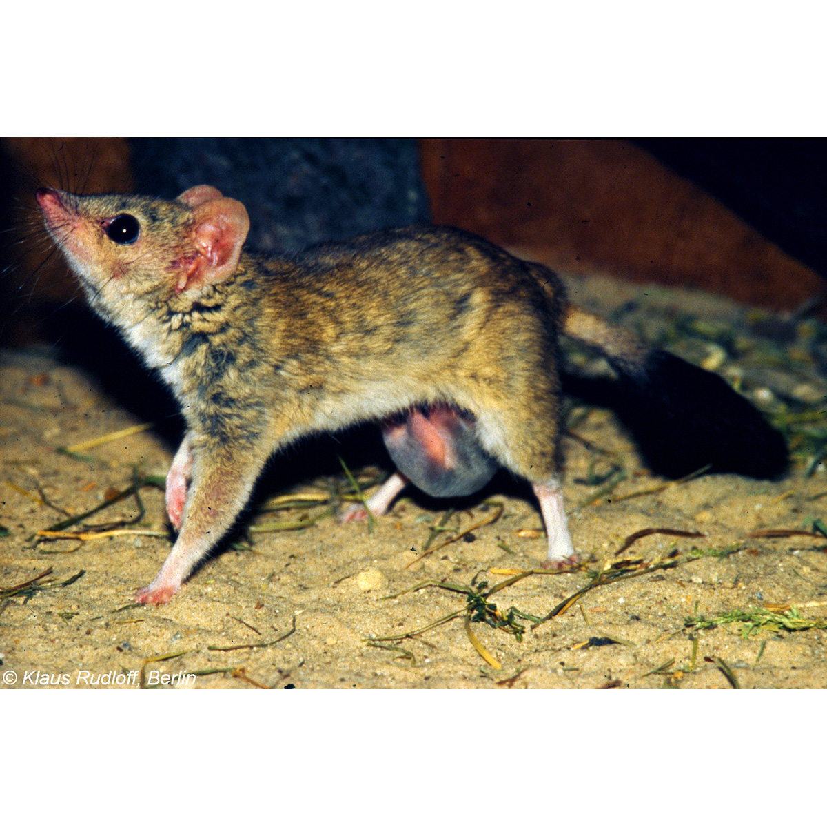 Двугребнехвостая сумчатая мышь (Dasyuroides byrnei) Фото №8