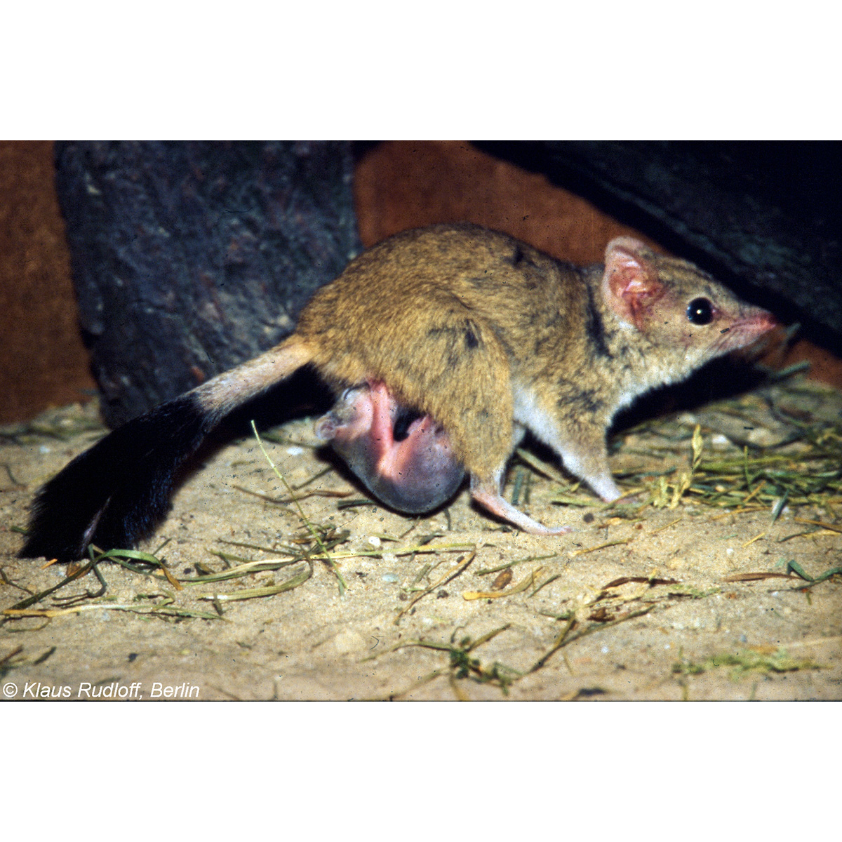 Двугребнехвостая сумчатая мышь (Dasyuroides byrnei) Фото №9
